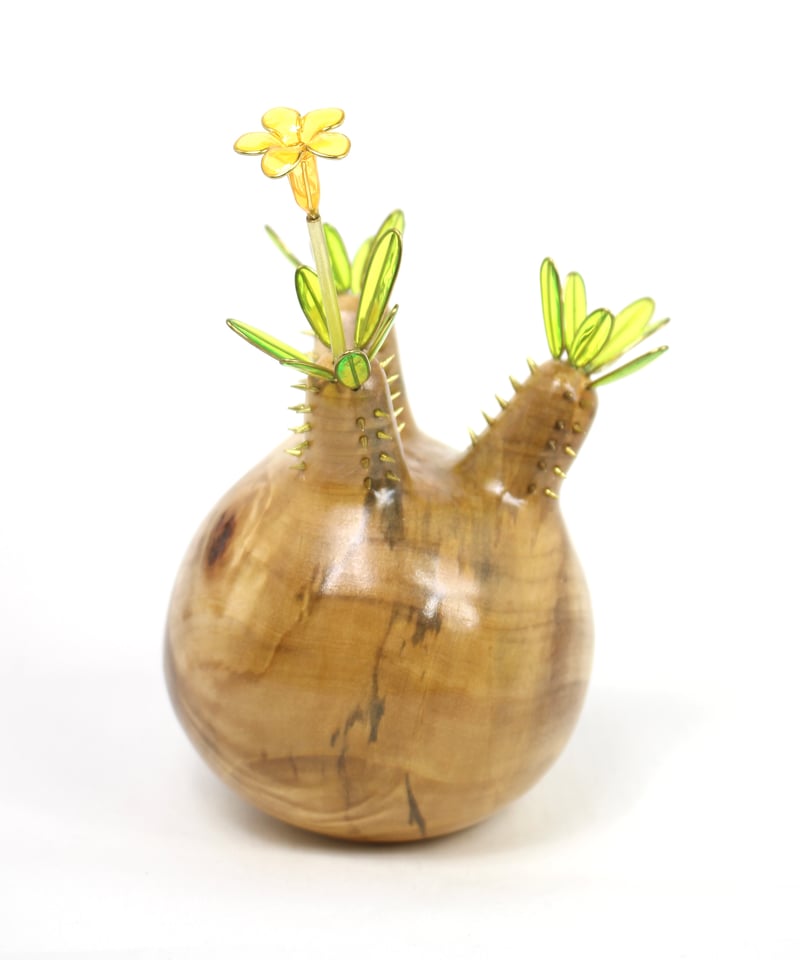 専用！速達！！グラキリス 現地球 _1 グラキリス現地株