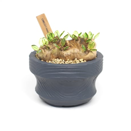 恵比寿笑い | STORES