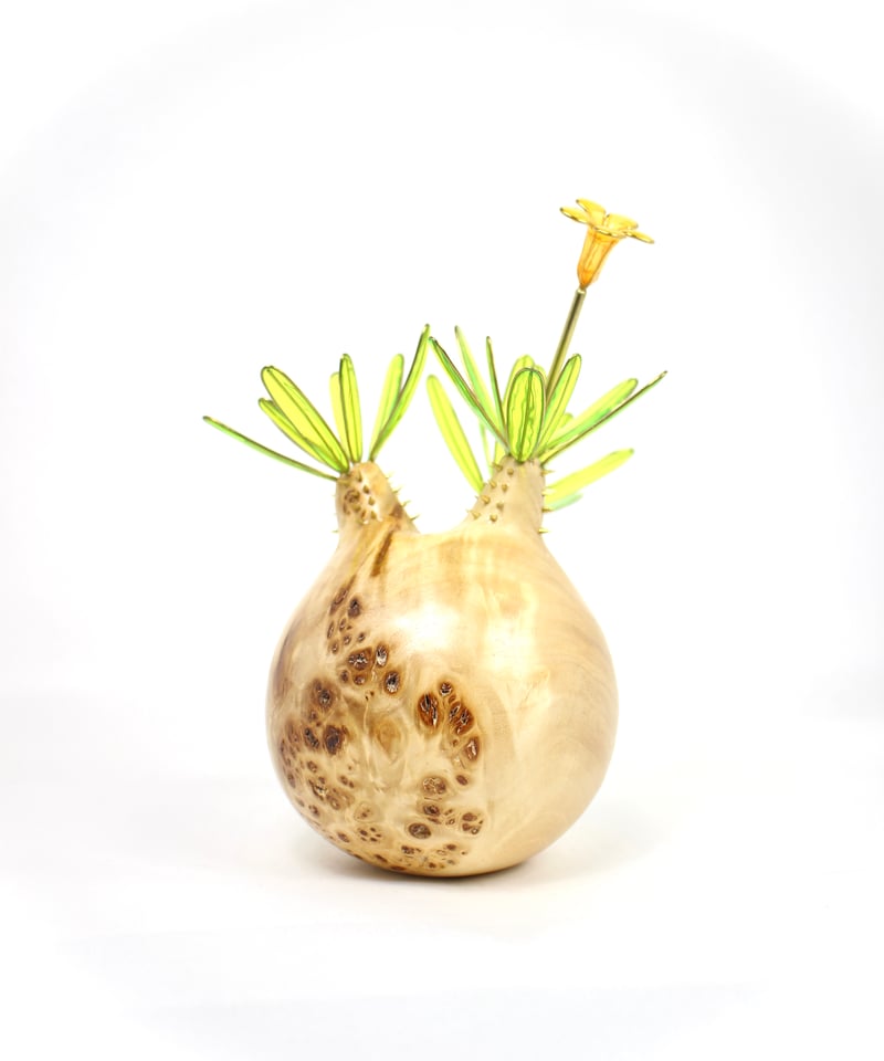 ハキポディウムグラキリス　現地球　ボタナイズプラポット ハキポディウムグラキリス 現地球 ボタナイズプラポット