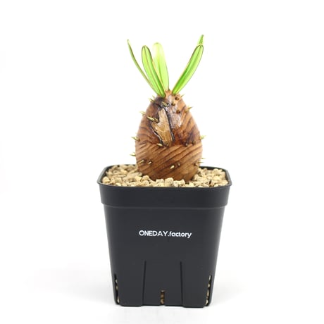 パキポディウム グラキリス ① パキポディウムグラキリス | STORES