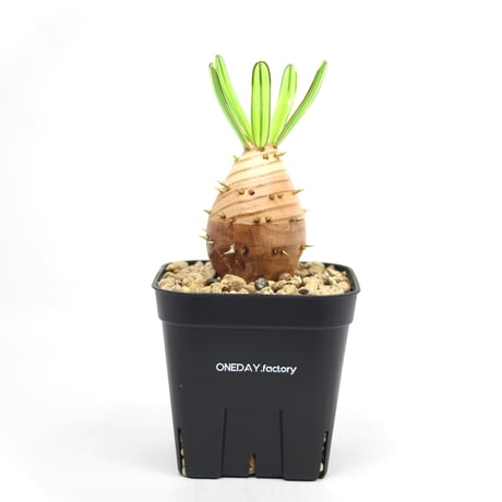 パキポディウムグラキリス | STORES