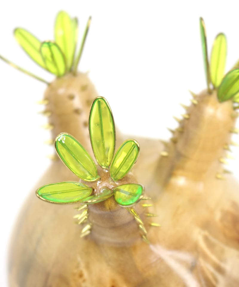 グラキリス　現地球　つぼ型　とっくり　良型　選抜　コレクション グラキリス 現地球 ポプラ | ONEDAY.factory