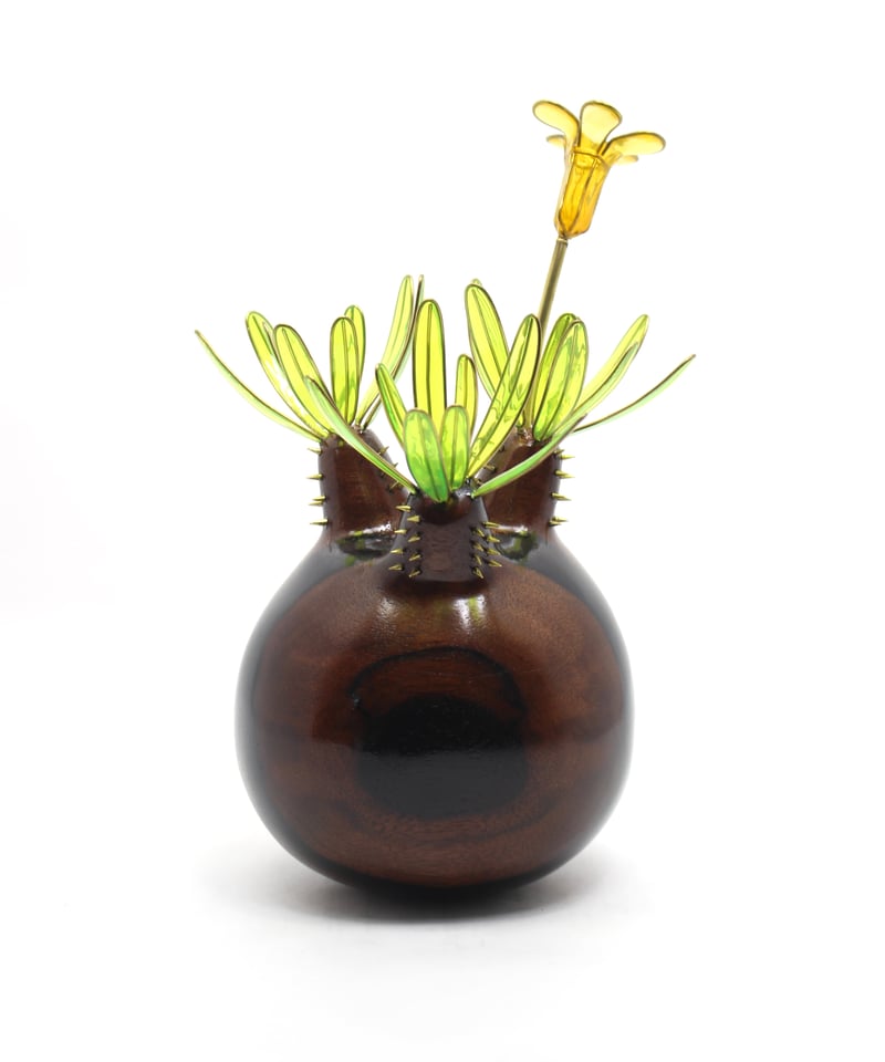 グラキリス 現地球 黒檀 | ONEDAY.factory