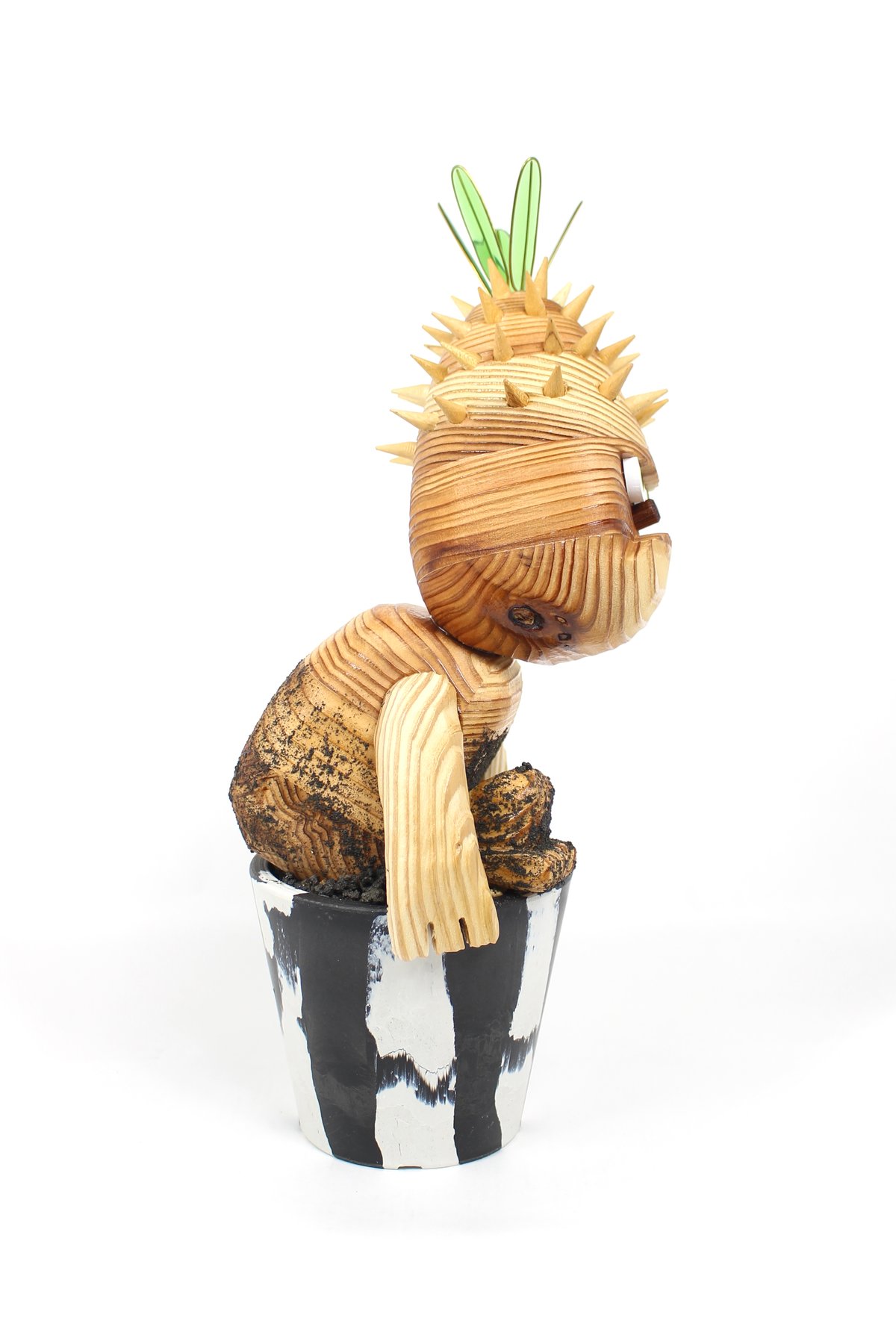 【マロ様リクエスト実生ウィンゾリー、グラキリスのセット】 マロ様リクエスト実生ウィンゾリー、グラキリスのセット】 マロ様