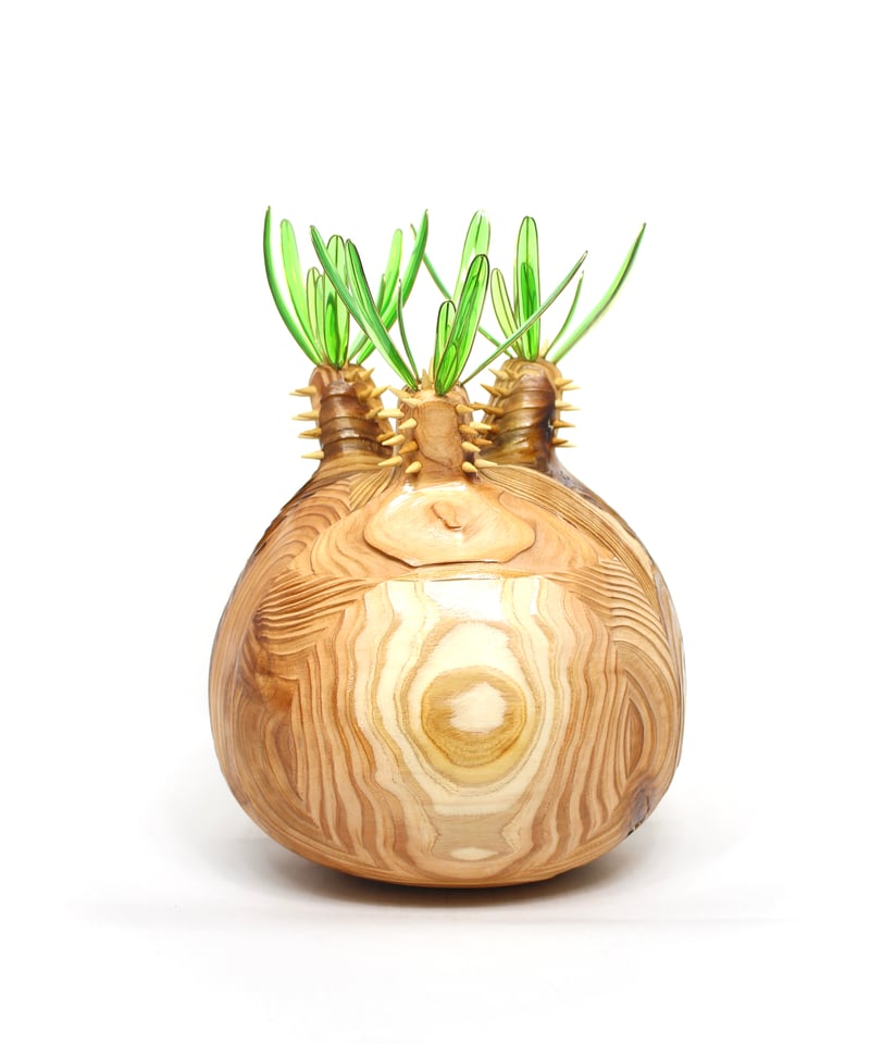 グラキリス ビッグ現地球 杉 | ONEDAY.factory