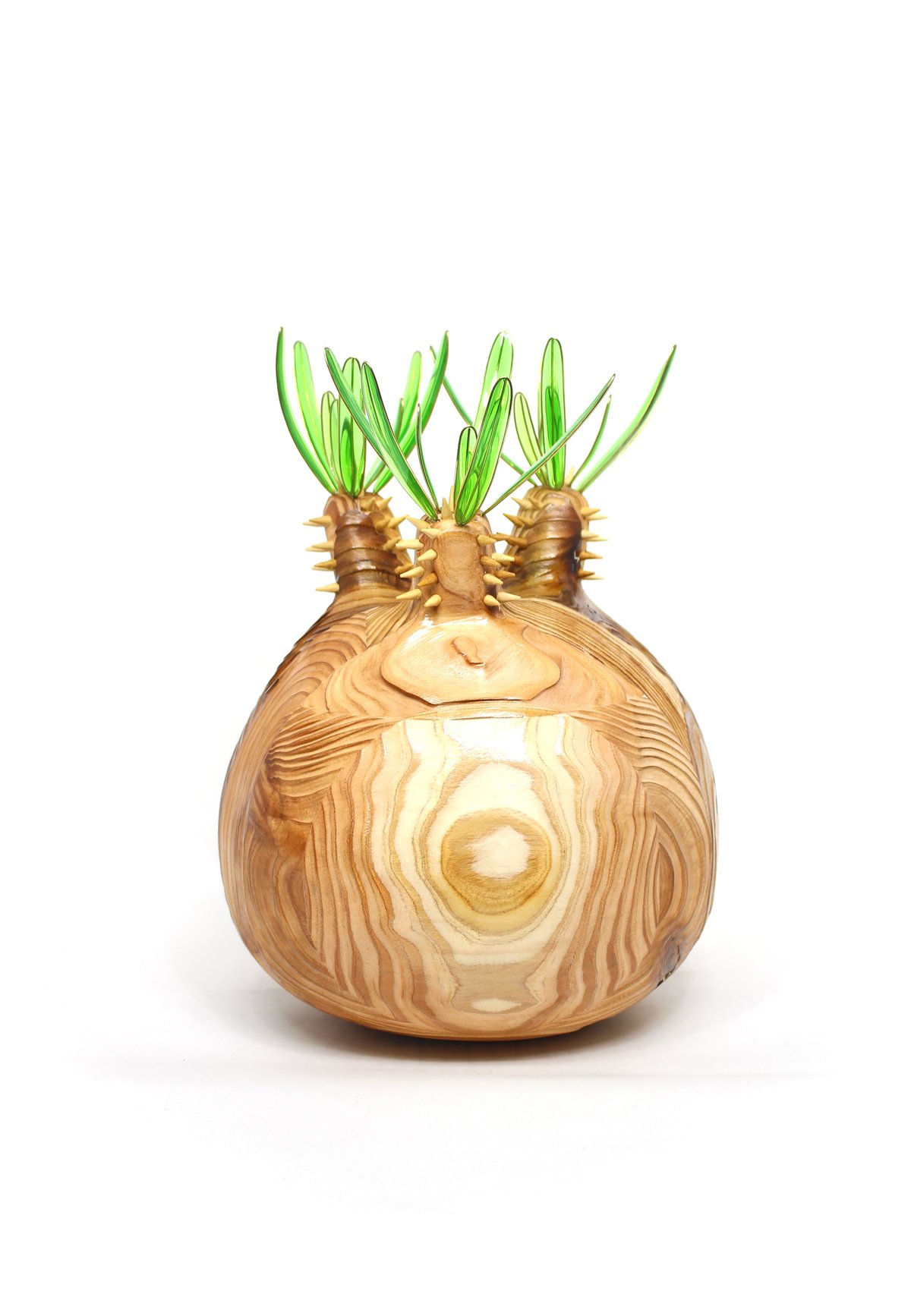 最新入荷グラキリス 大 現地球 グラキリス ビッグ現地球 杉 | ONEDAY.factory