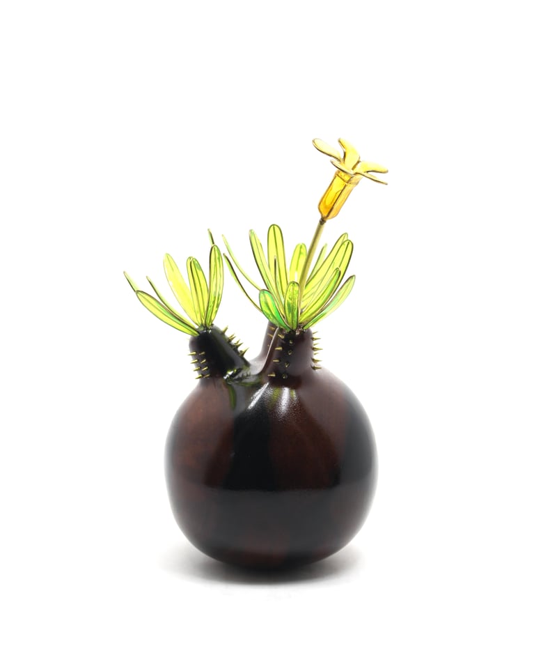 グラキリス　現地球 グラキリス 現地球 黒檀 | ONEDAY.factory