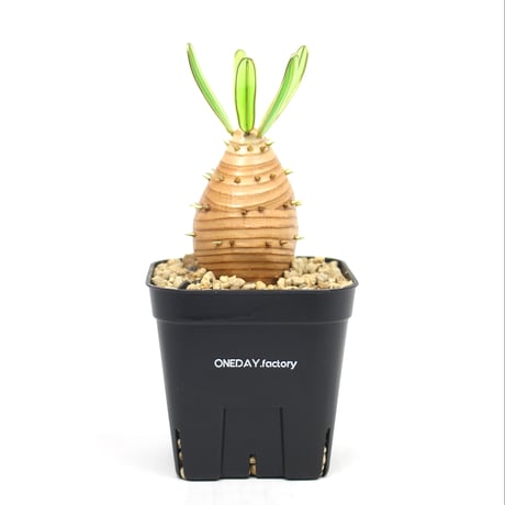 パキポディウムグラキリス | STORES