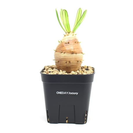 パキポディウムグラキリス | STORES