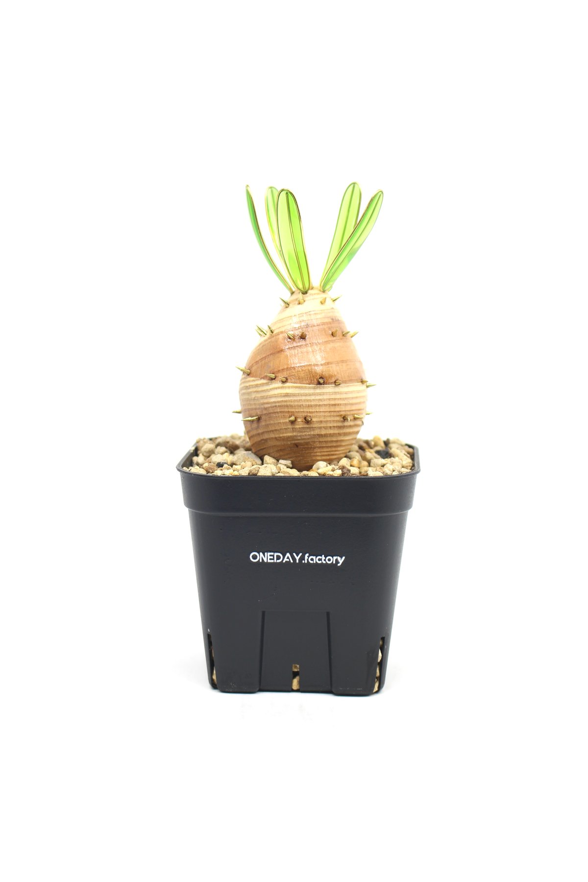実生グラキリス | ONEDAY.factory