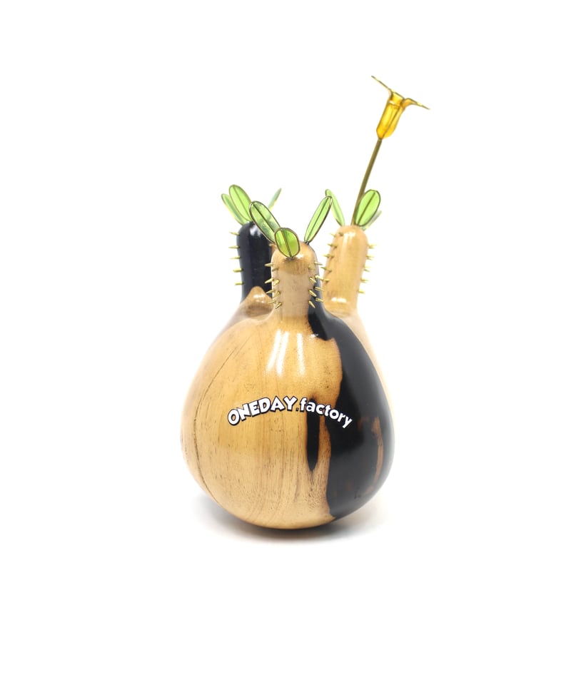 グラキリス　現地球　コレクション株　発根済み ボール状　高さ約20cm グラキリス現地球コレクション株発根済み ボール状高さ約20cm