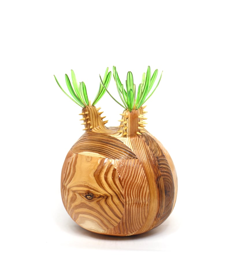 グラキリス ビッグ現地球 杉 | ONEDAY.factory