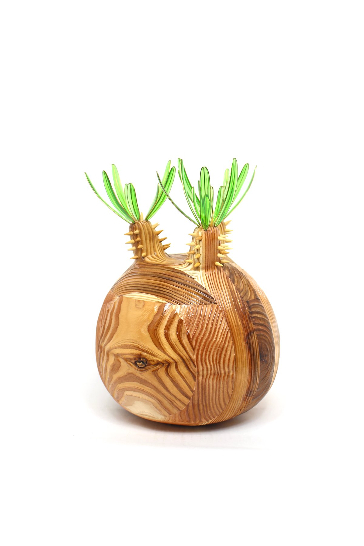 グラキリス ビッグ現地球 杉 | ONEDAY.factory