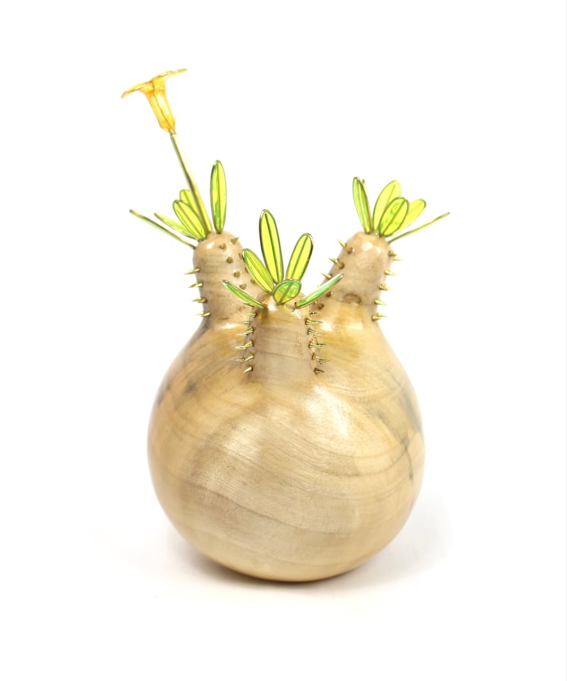 ISO1 Au❗️グラキリス 現地球 パキポディウム グラキリス【L】現地球/発根済 PGL-12 | Laule'a PLANTS