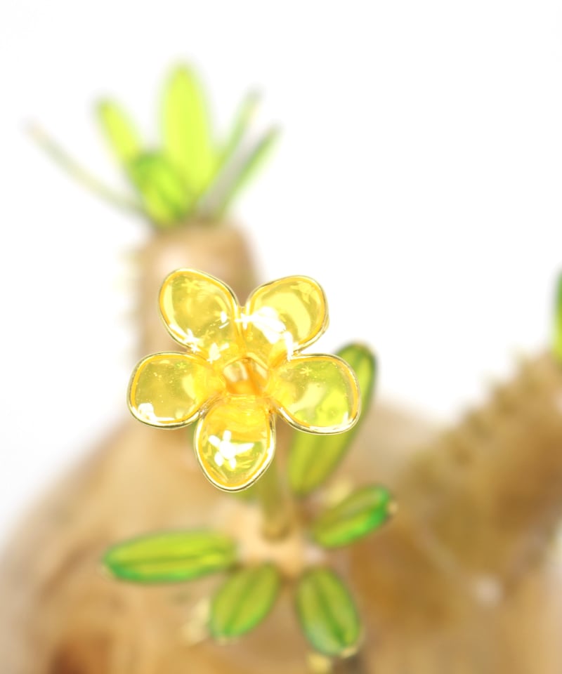 グラキリス 現地球 ポプラ | ONEDAY.factory