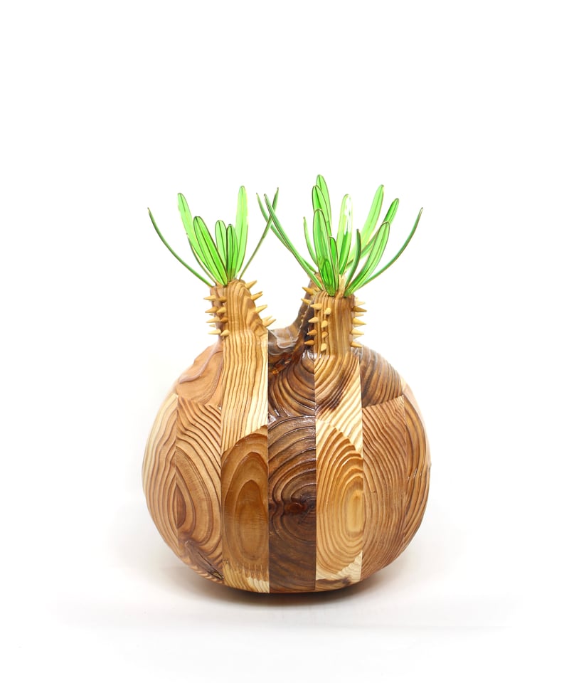 グラキリス ビッグ現地球 杉 | ONEDAY.factory