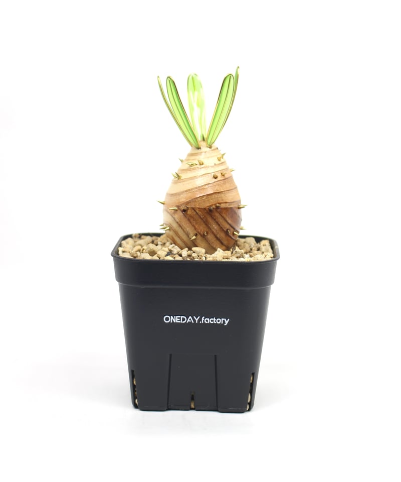 実生グラキリス | ONEDAY.factory