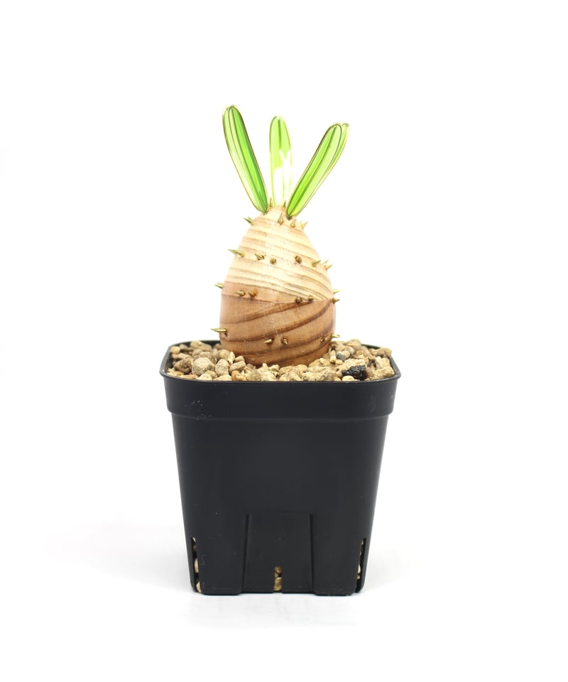 実生グラキリス | ONEDAY.factory