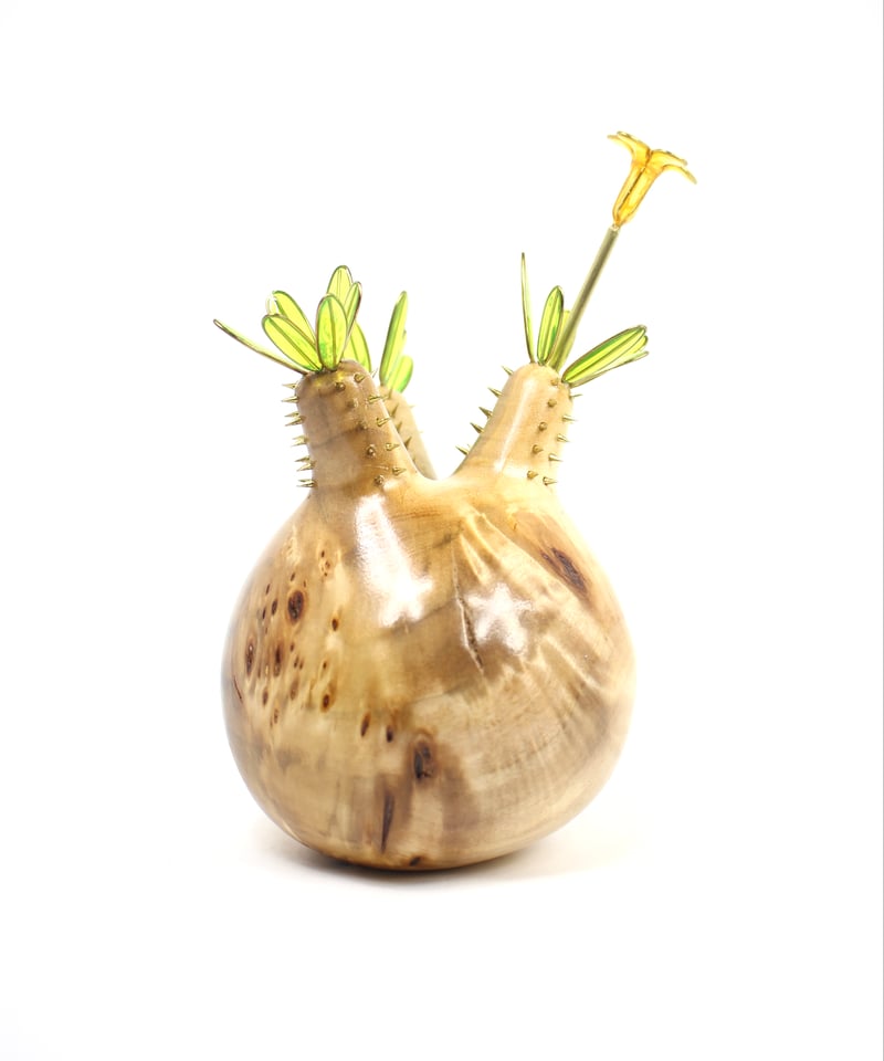 グラキリス 現地球 ポプラ | ONEDAY.factory