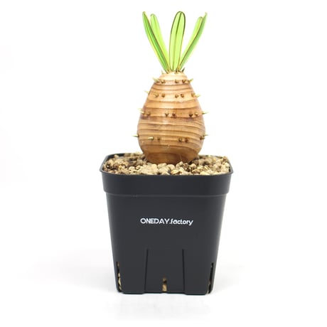 パキポディウムグラキリス | STORES