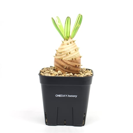 パキポディウム・グラキリス① パキポディウムグラキリス | STORES