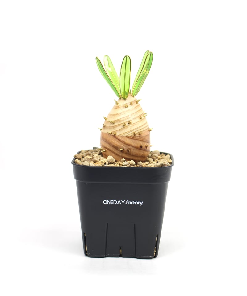 実生グラキリス | ONEDAY.factory