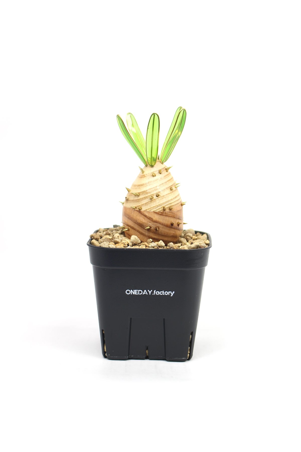 実生グラキリス | ONEDAY.factory