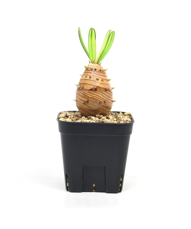 実生グラキリス50株 うちで実生したグラキリス(っ'ヮ'c)🌼 50個くらいの株がいろんな人に貰