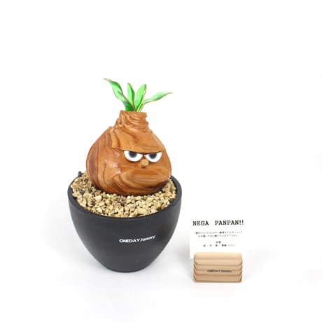 アデニアグラウカ | STORES