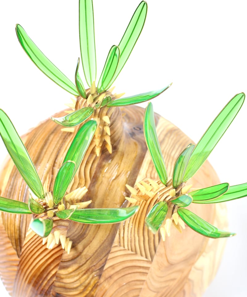 グラキリス ビッグ現地球 杉 | ONEDAY.factory