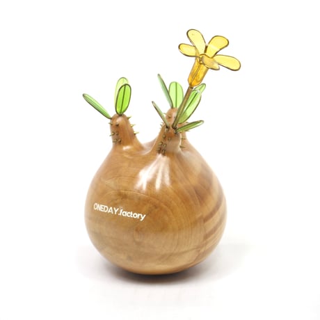 パキポディウムグラキリス | STORES