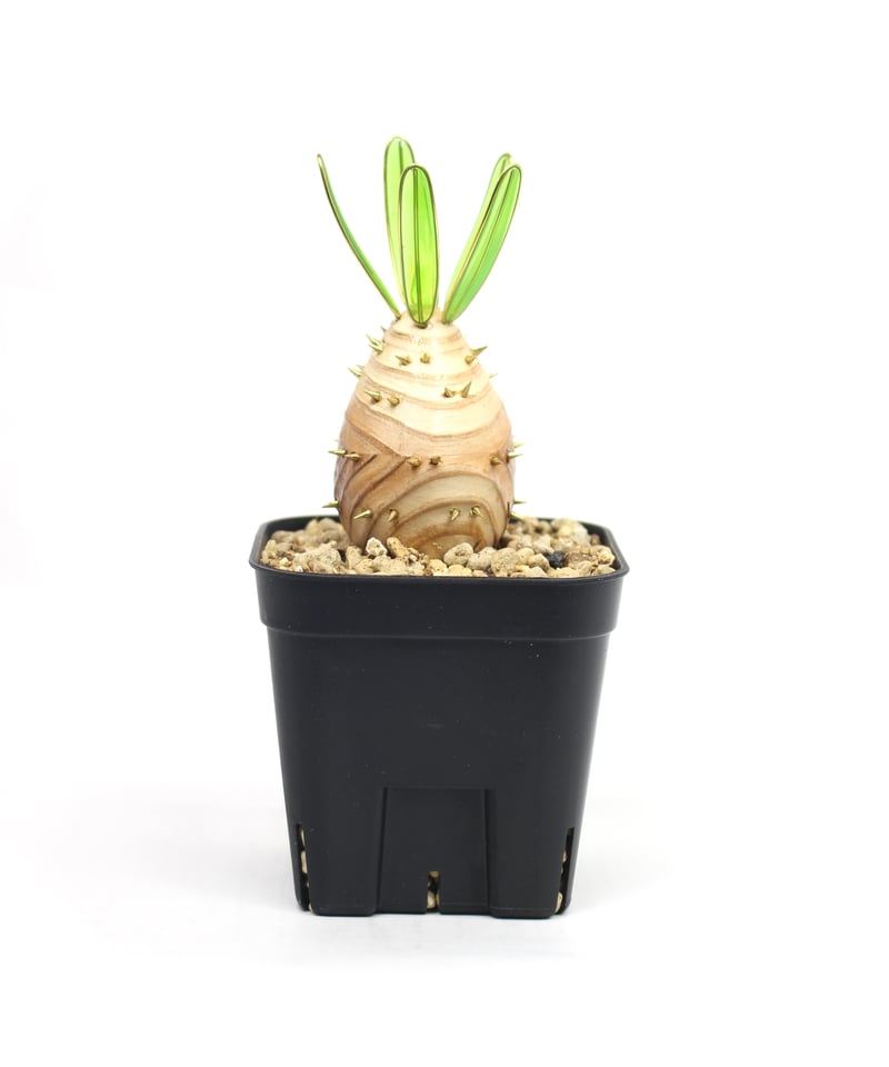 実生グラキリス | ONEDAY.factory