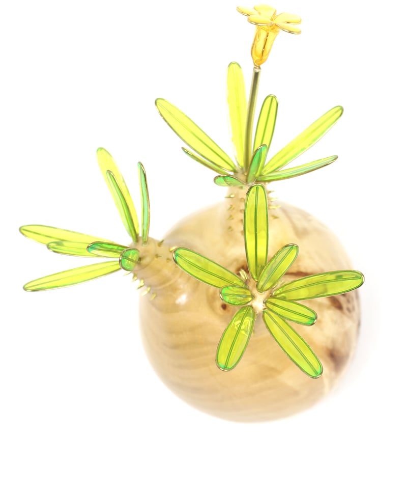 グラキリス新着現地球 パキポディウム グラキリス 現地球 発根済 発根済】【現地球