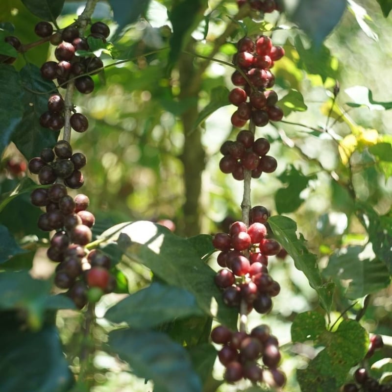 ニカラグラ エルポルべニール農園 オレンジハニー | アノヒノコーヒー