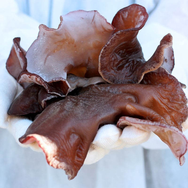 山口県光市産 生きくらげ 約２kg きくらぼんの「生きくらげ」 【箱売り】2kg | きくらぼ