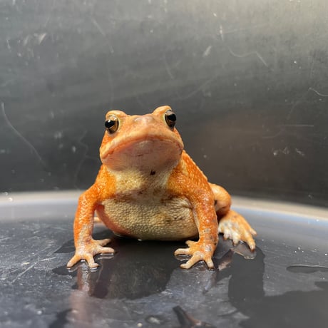 ミヤコヒキガエル ♀ 7cm前後