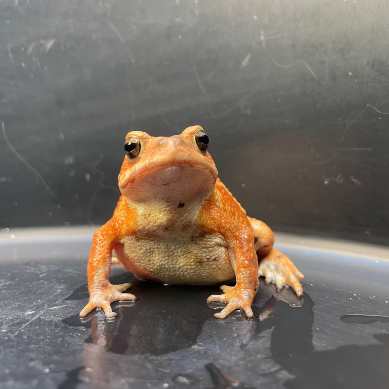 ミヤコヒキガエル ♀ 7cm前後 | Frogs Shop