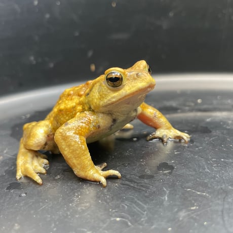 ミヤコヒキガエル ♂ 7cm前後