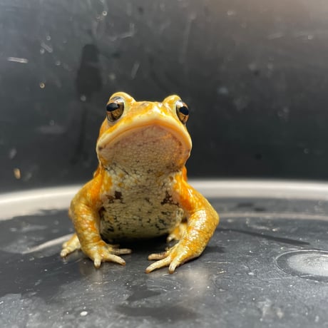ミヤコヒキガエル ♂ 7cm前後