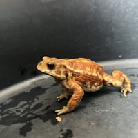 マーブル鮮やかカラーミヤコヒキガエル 7.5cm前後 ♀