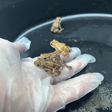 ミヤコベビー 約3cm前後