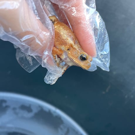 ミヤコヒキガエル 3.5cm前後