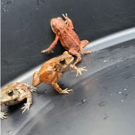 ミヤコヒキガエルベビー約4cm