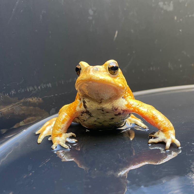 2 ミヤコヒキガエル 7cm前後 ♂ | Frogs Shop