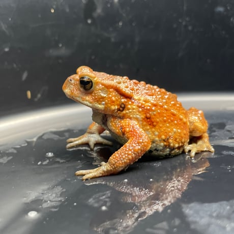 ミヤコヒキガエル ♀ 6.5cm前後