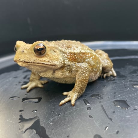 アッシュ系ミヤコヒキガエル 8cm前後 ♀