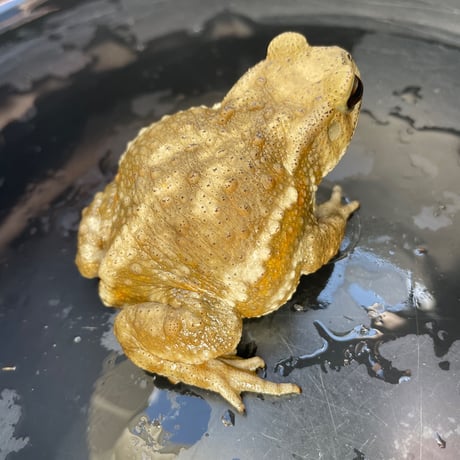 アッシュ系ミヤコヒキガエル 8cm前後 ♀