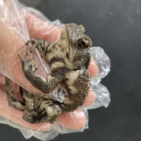レア色！ミヤコヒキガエル  5.5cm前後