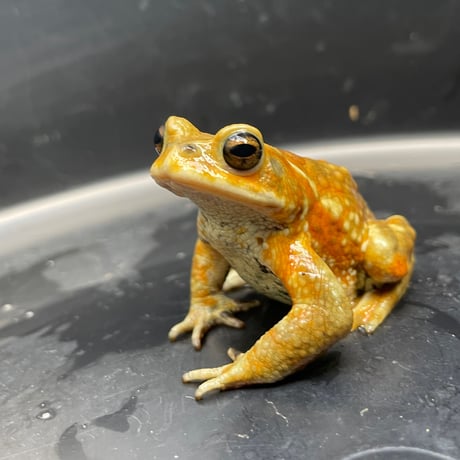 ミヤコヒキガエル ♂ 7cm前後