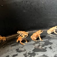ミヤコベビー約4.5cm